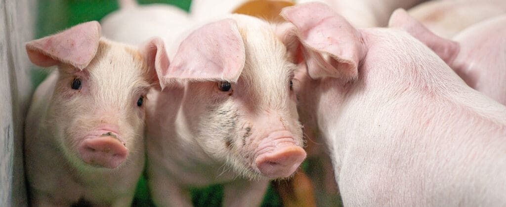 Piglets