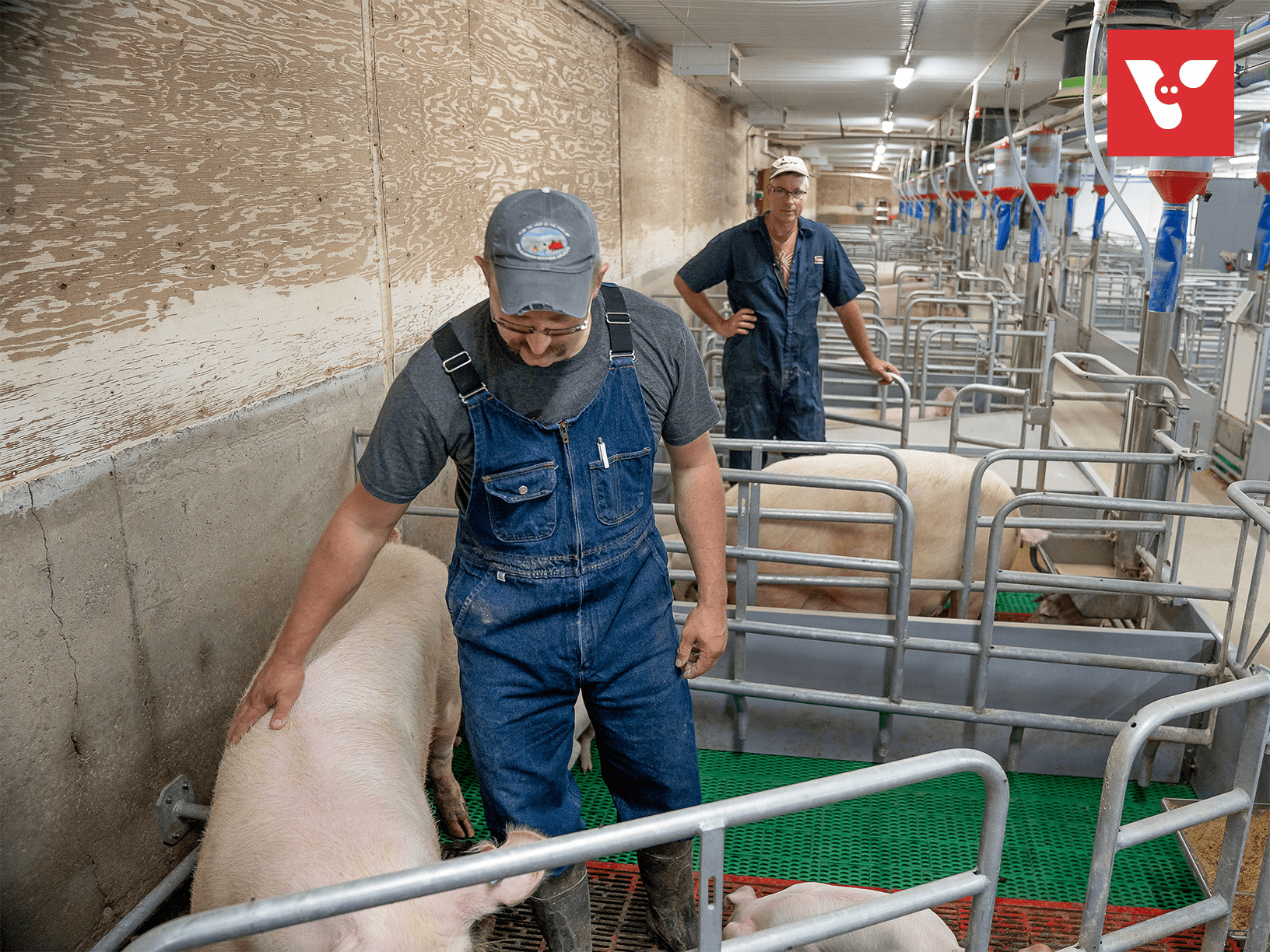 Pro Dromi® Basic - Afbeelding 6