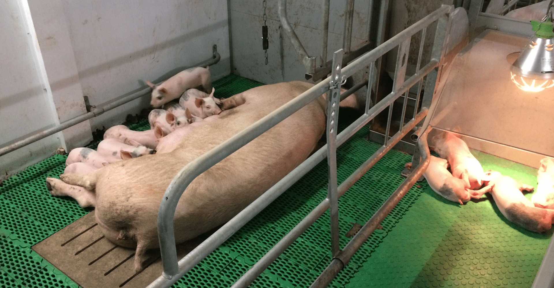 Pro Dromi Farrow-to-Wean - Afbeelding 5