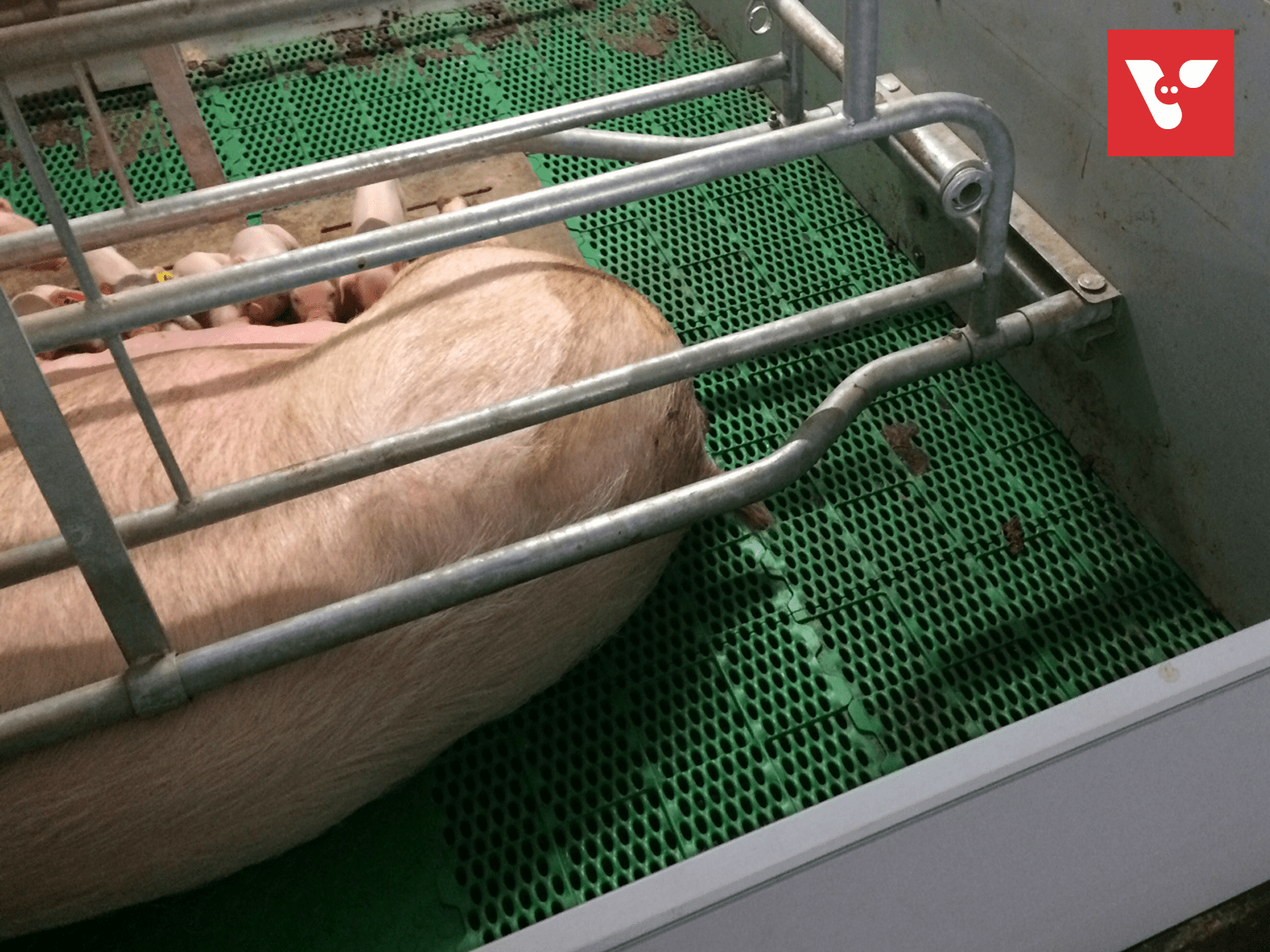 Pro Dromi Farrow-to-Wean - Afbeelding 6