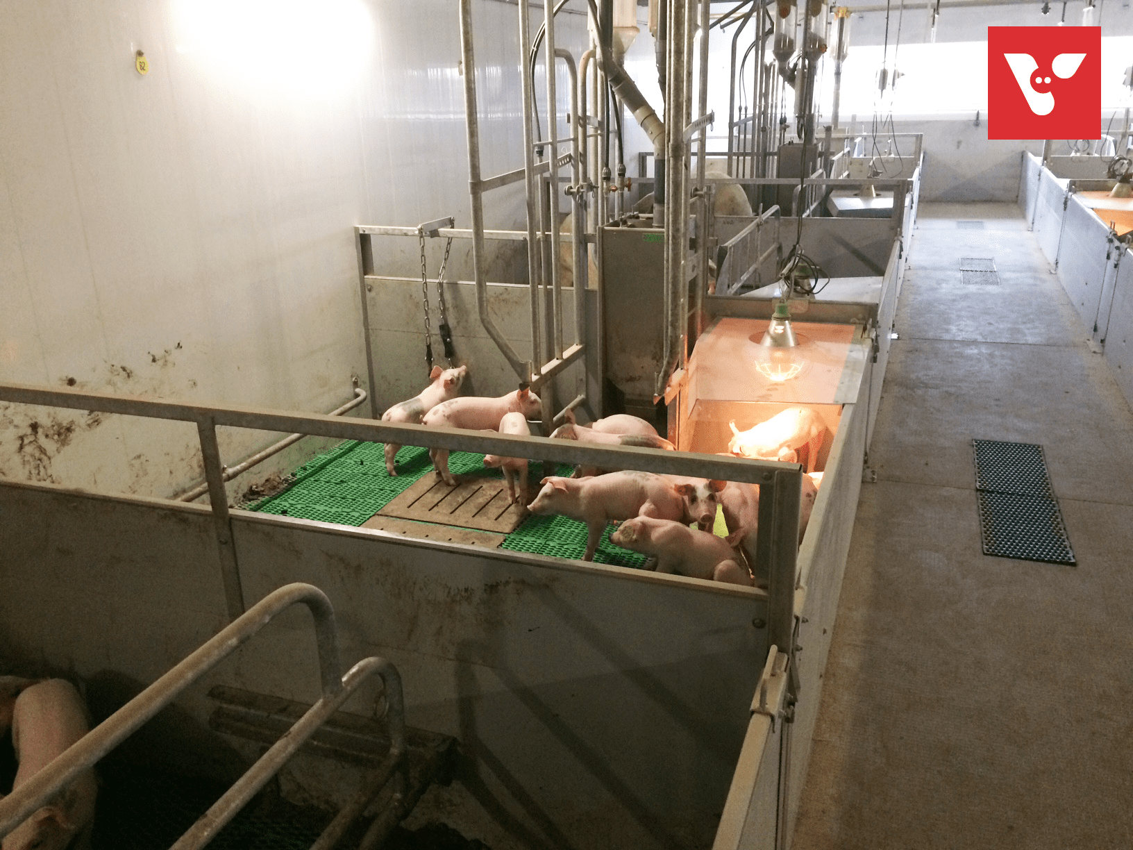Pro Dromi Farrow-to-Wean - Afbeelding 7