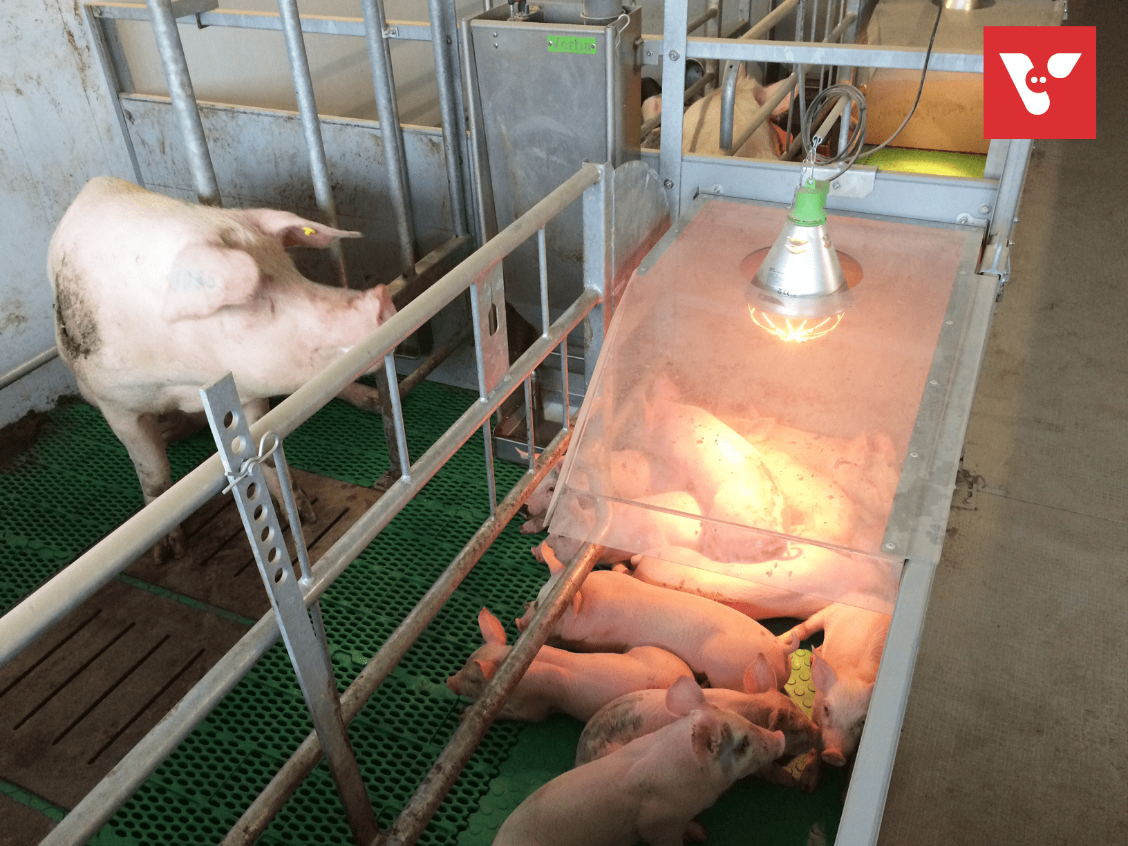 Pro Dromi Farrow-to-Wean - Afbeelding 9