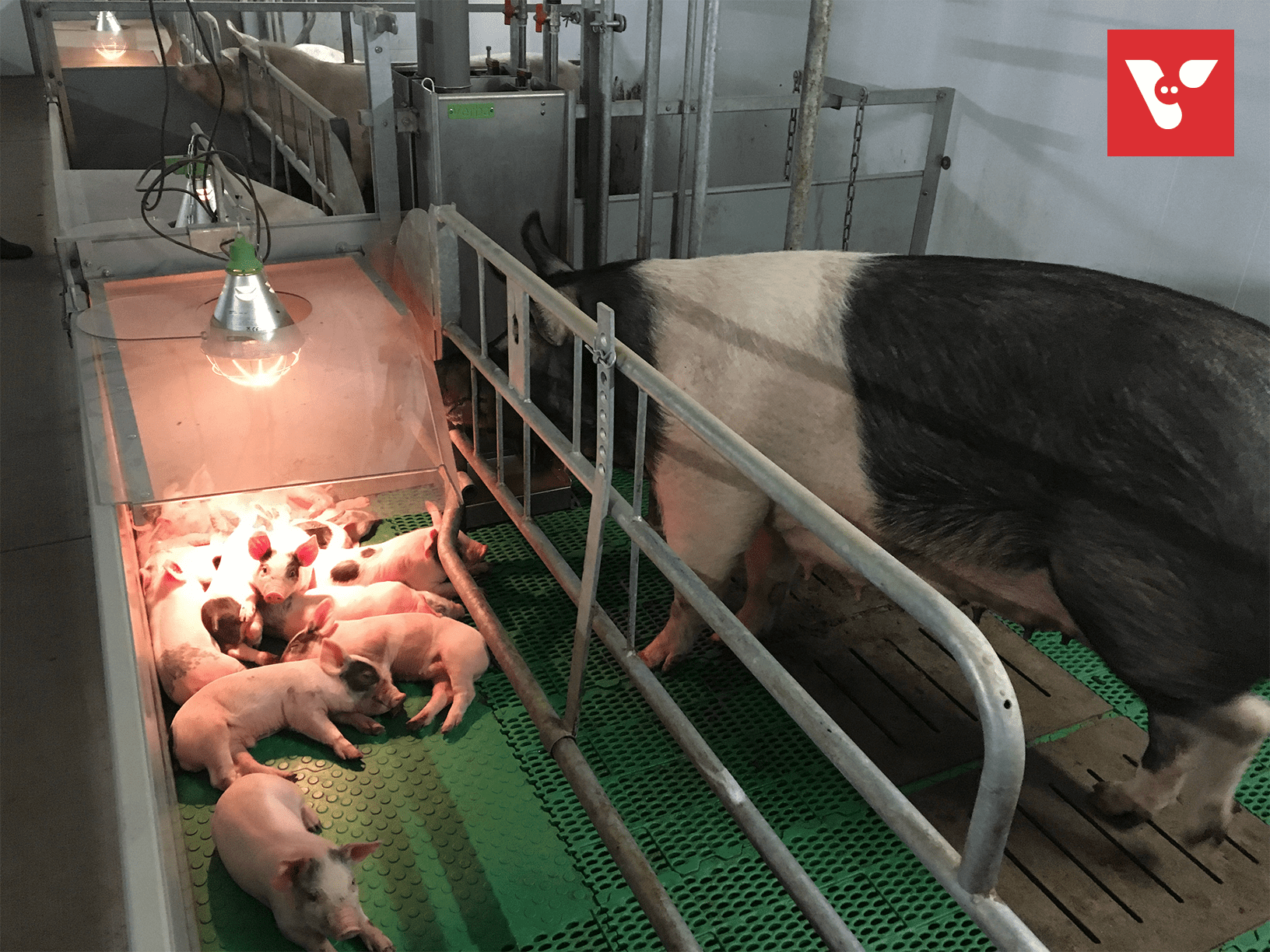 Pro Dromi Farrow-to-Wean - Afbeelding 10