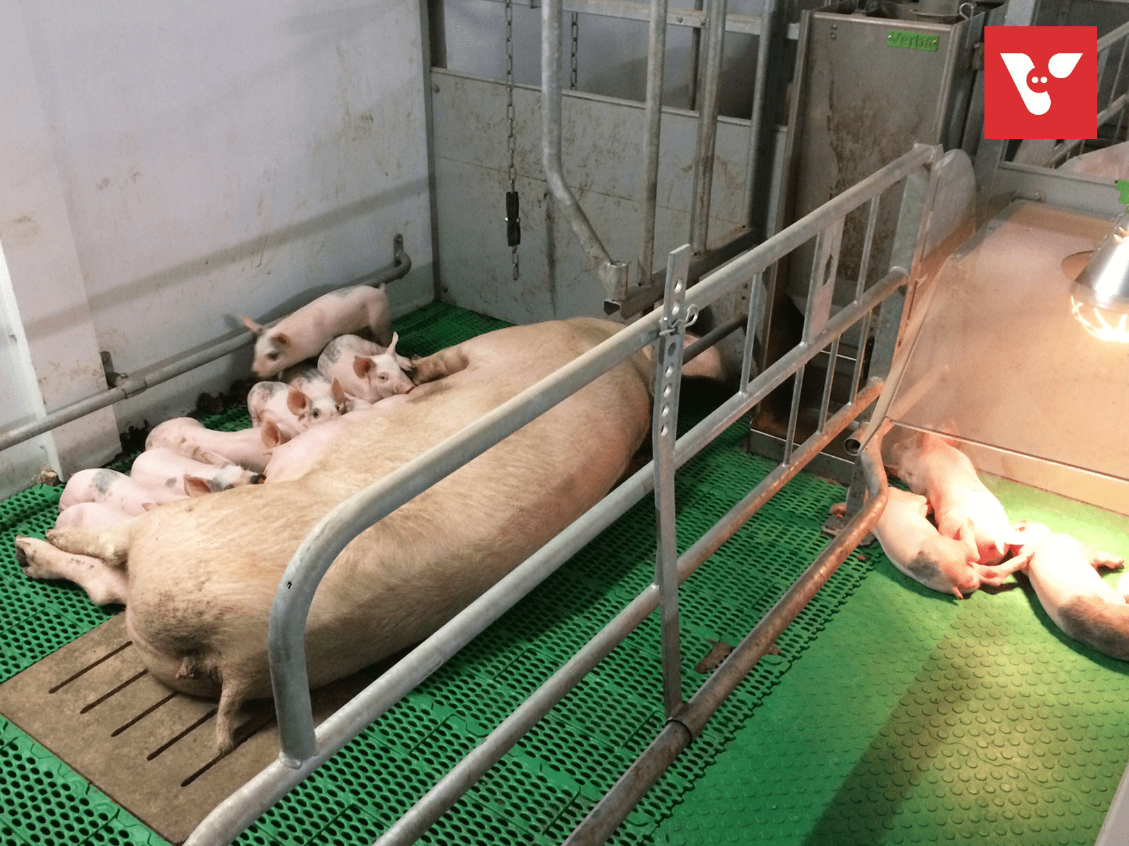 Pro Dromi Farrow-to-Wean - Afbeelding 3